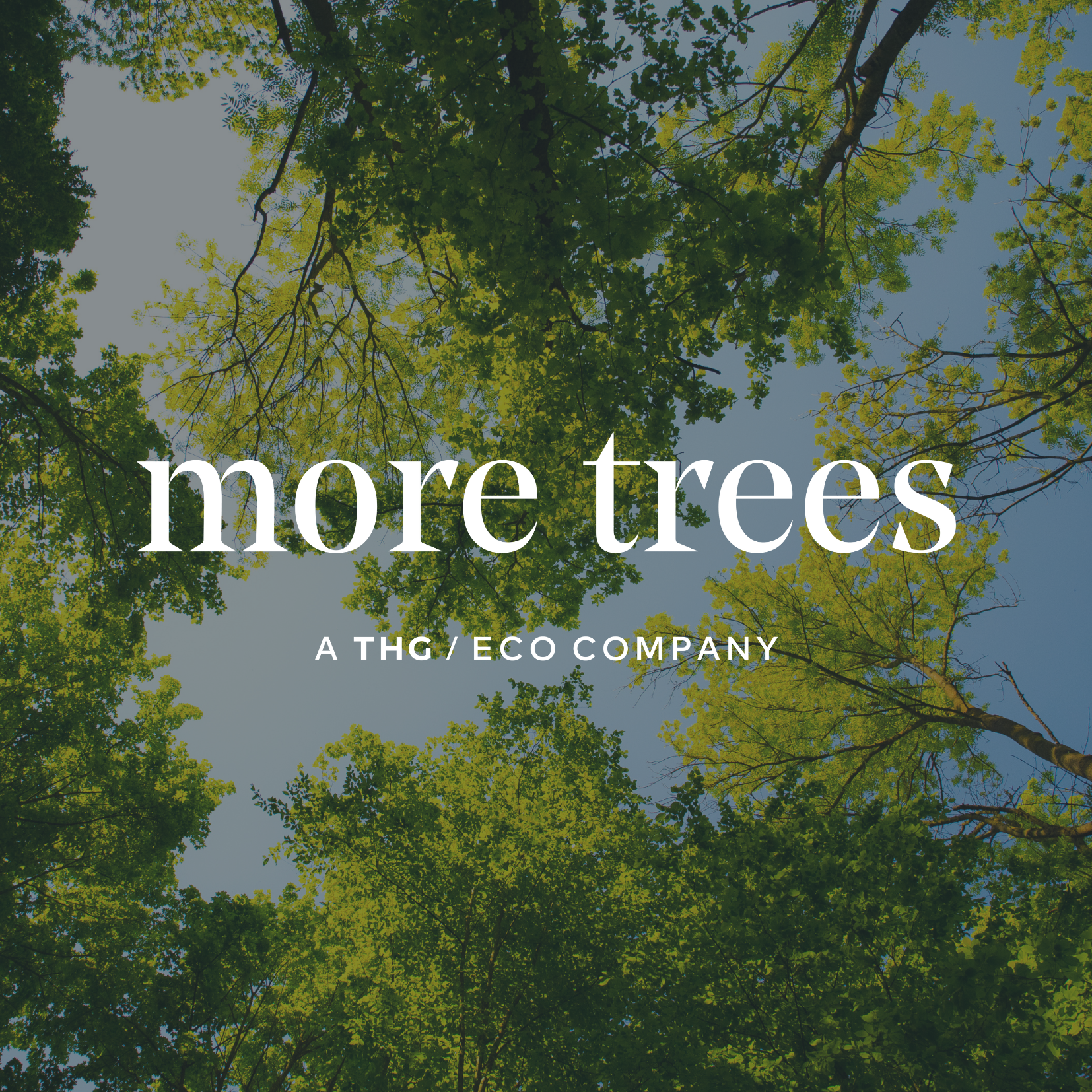 More trees logo with tree background